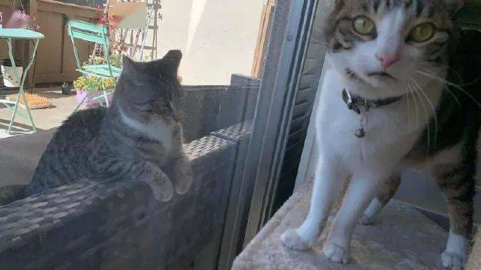 来自|来自狸花猫的单恋