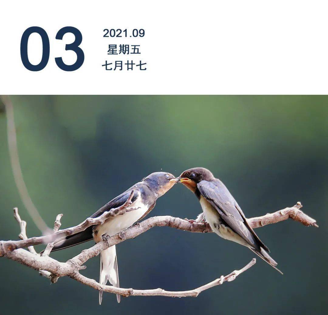 春天带燕子的早安图片图片