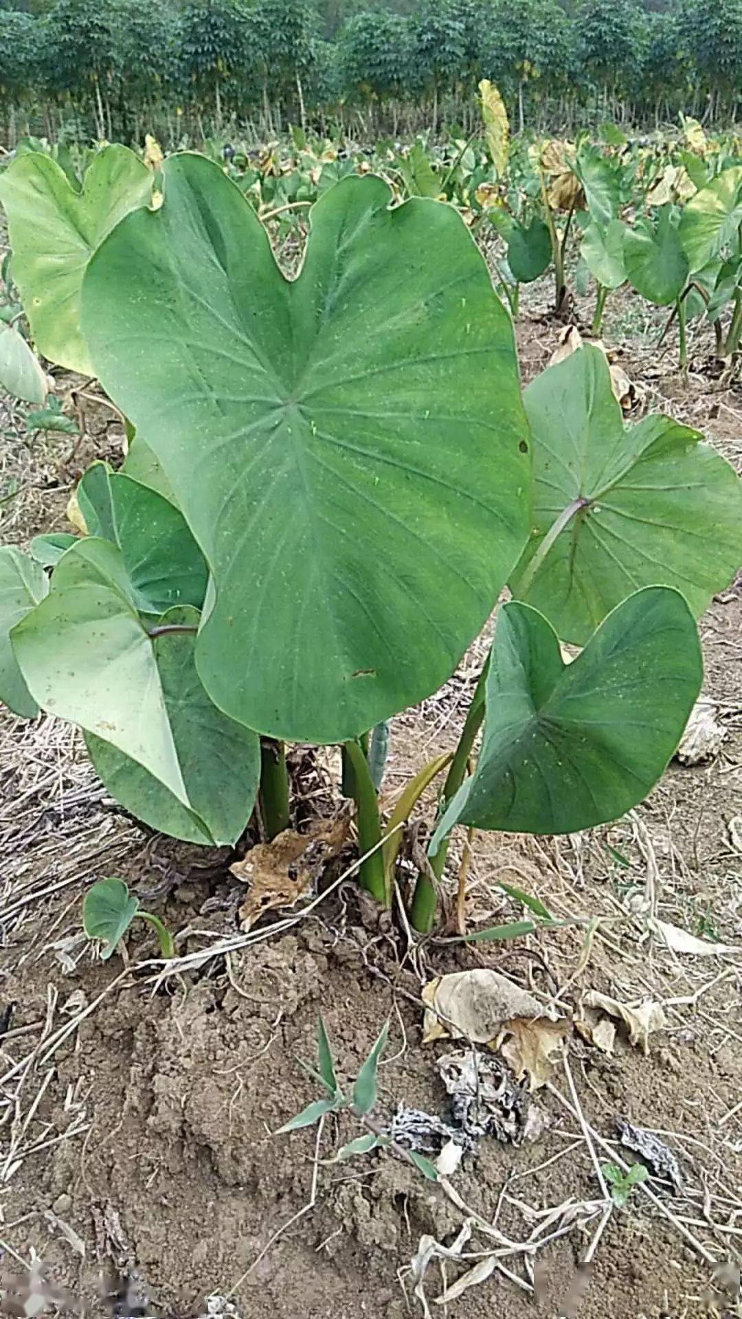 卖芋头也就是他们补贴家用的主要方式