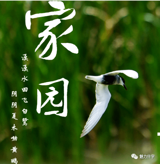 西吉葫芦河畔百鸟争鸣生态美