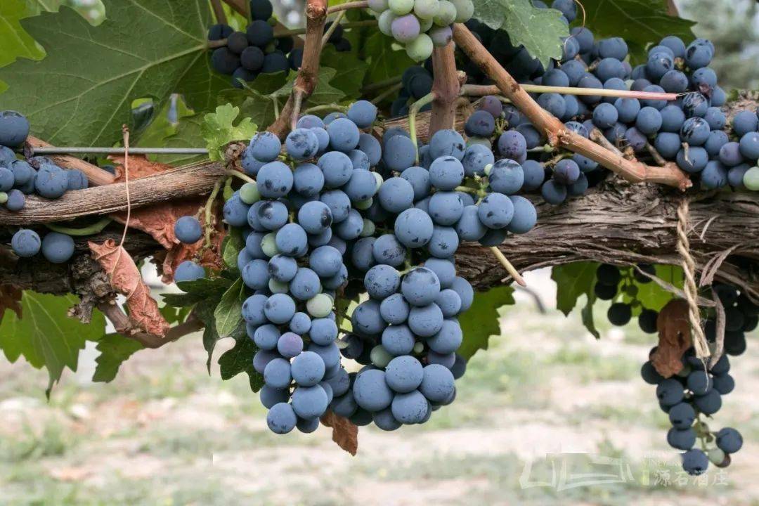 葡萄|周末好时光,沿着贺兰山东麓寻源、探秘、品鉴,来一场与众不同的酒庄之旅!