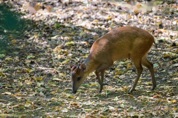 婺源67与麂子相遇