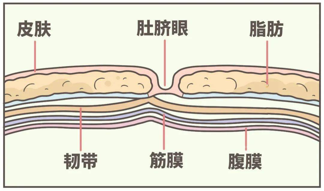 腹部肚脐解剖图高清图片
