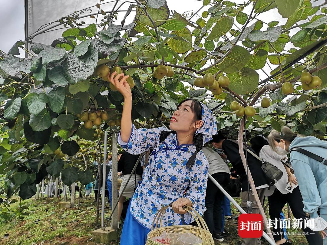 鲜果远销21个国家和地区 四川苍溪红心猕猴桃喜迎丰收