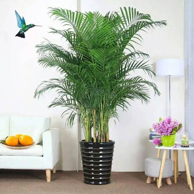 室内绿植什么竹 ef16d29032b94cc0a2615b3fd22ae6f1.jpeg