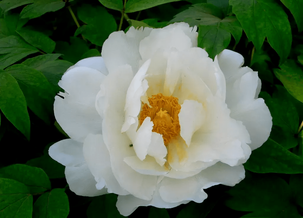 白色芹叶牡丹图片图片