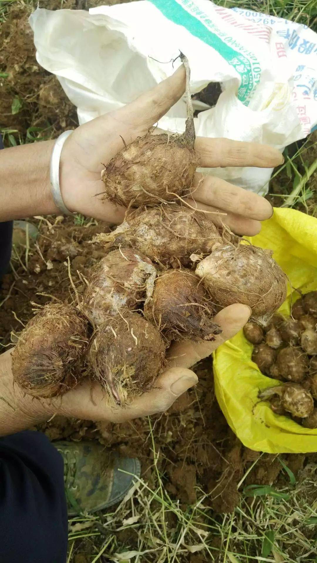 9元/5斤优质小香芋,粉糯,清甜每一口都是外婆的味道