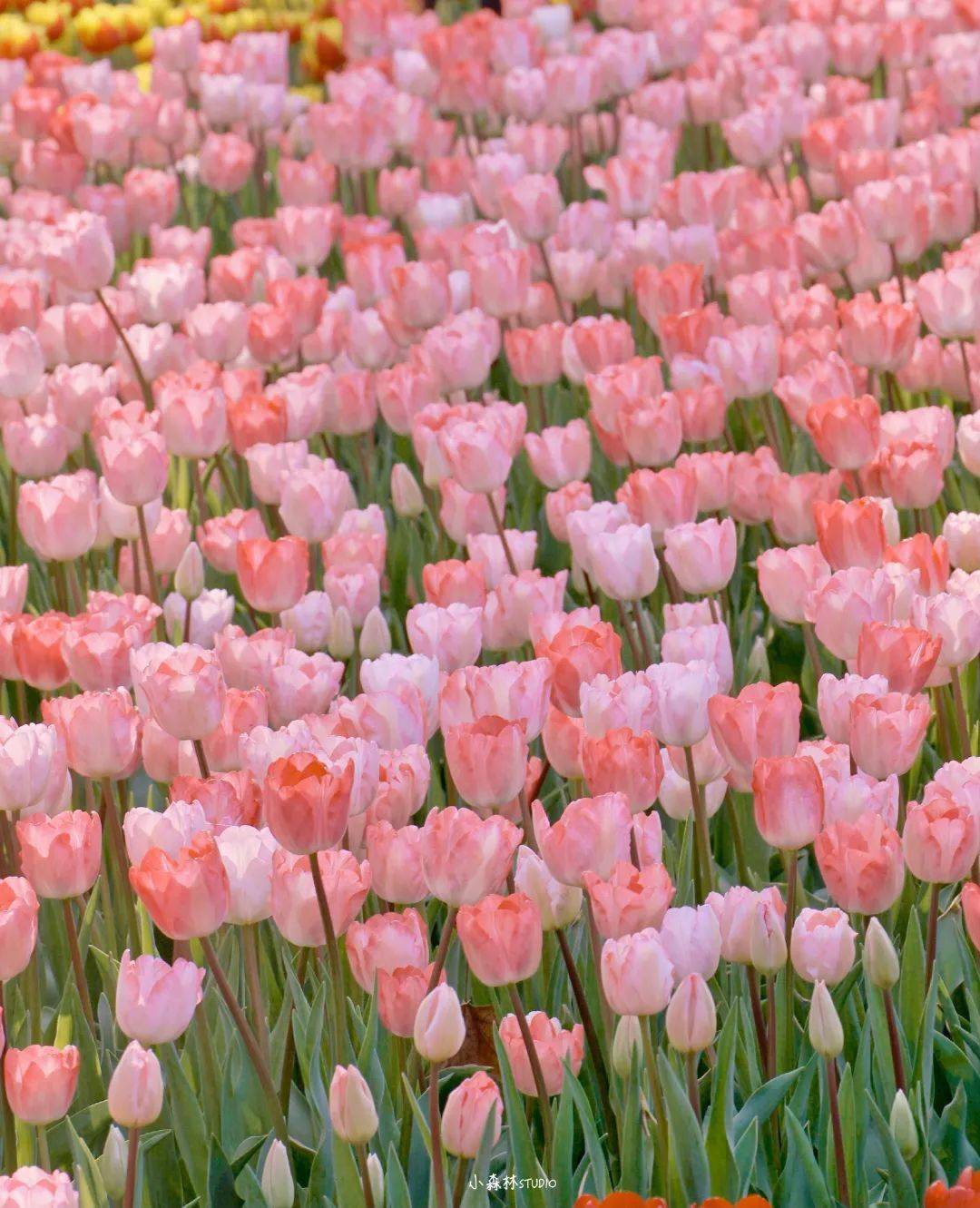 朋友圈背景怎么飞也飞不出蝴蝶的花花世界