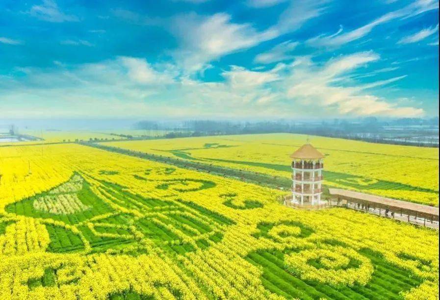 【支部故事会】鸠江区白茆镇套北村党委:油菜花海"圆梦记"