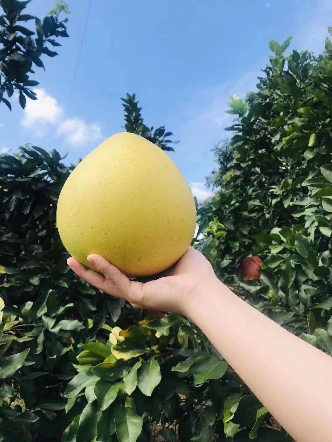 正宗梅州蜜柚上市啦!汁多爽脆,自家种植!最低9.9元-搜狐大视野-搜狐新