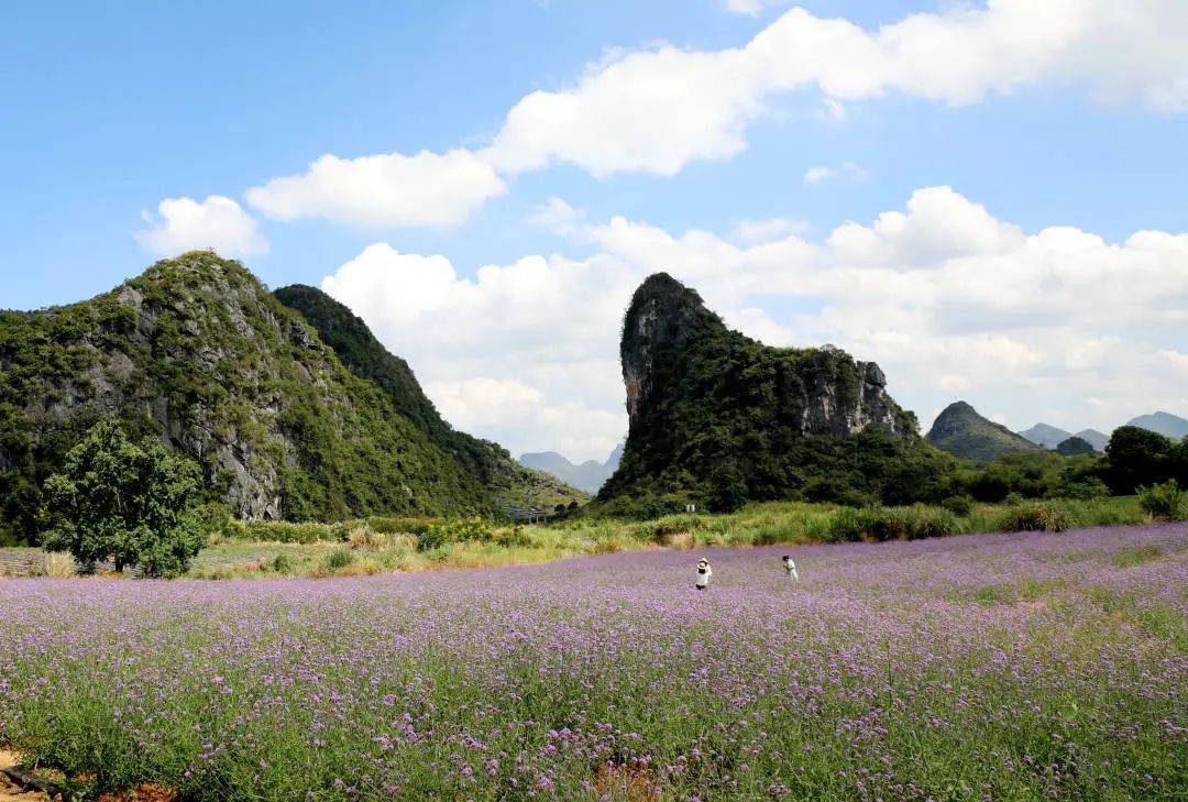 惊艳桂林人的七星区马家坊"网红花海"再度盛开