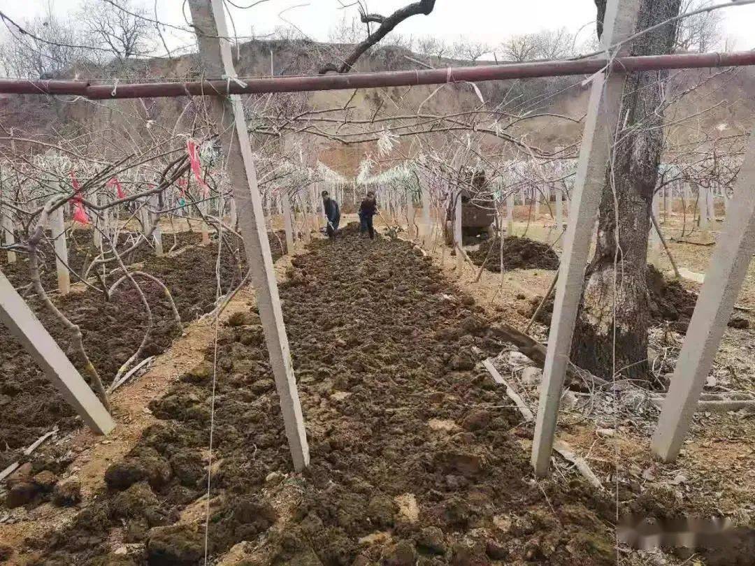 婆婆丁怎么采摘 a90542cc2ca74711a5a9f5e7a61d6c3a.jpeg