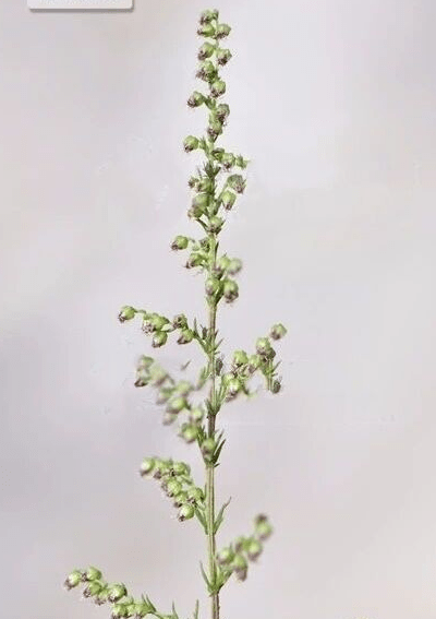 张家口的蒿草长啥样?为什么会诱发鼻炎? 咋预防?_植物