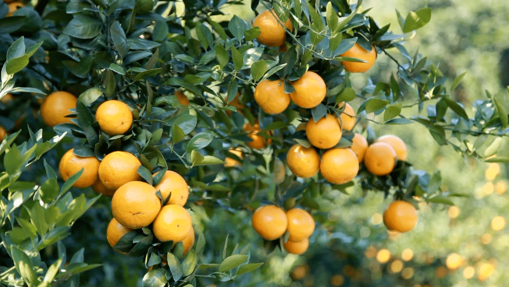 走,一起来肇庆这里认养一棵贡柑树吧!