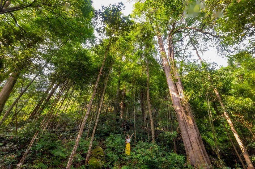 红豆杉生态园凭阑听森开启大自然探秘之旅