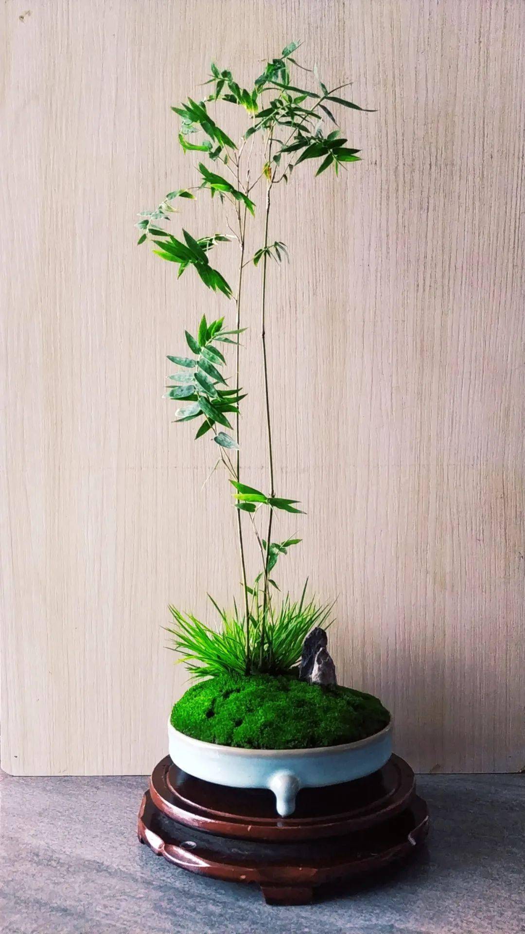 菖蒲养护,会者不难,难者不会