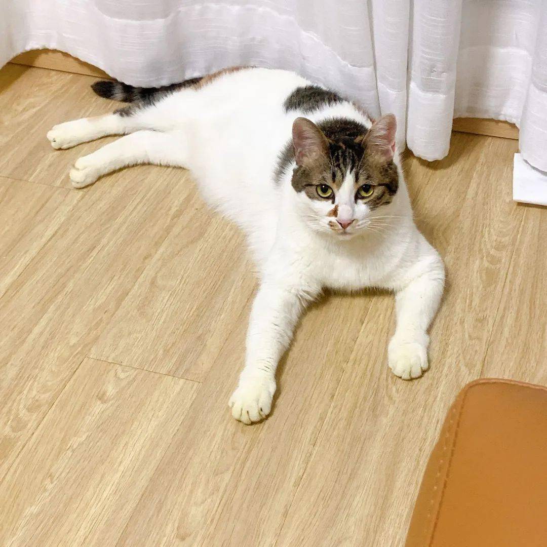 【猫咪领养】三岁田园三花猫咪寻领养