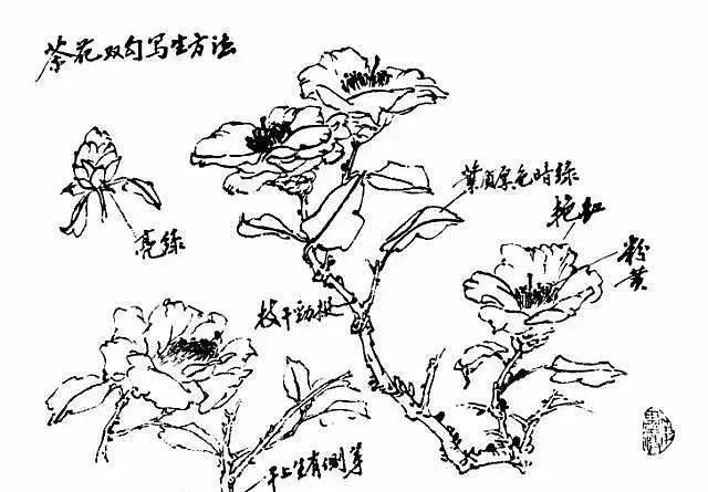 茶花的简笔画步骤图片