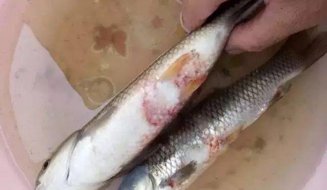 又到草鱼三烂病高发期赤皮病的诊断与处理方法