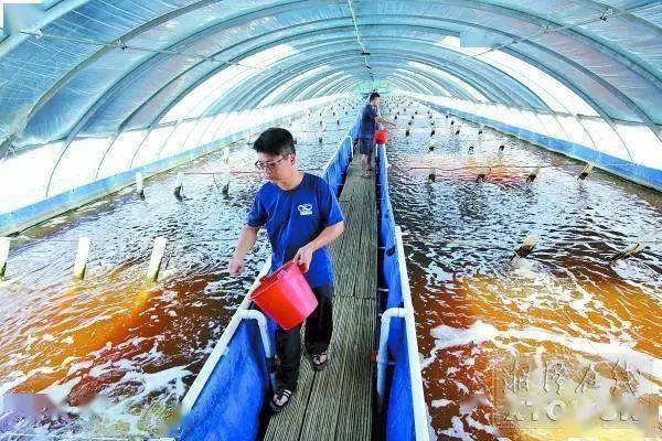 50多个大棚年产15万公斤虾,他用工厂化淡水养虾,年产值750万元
