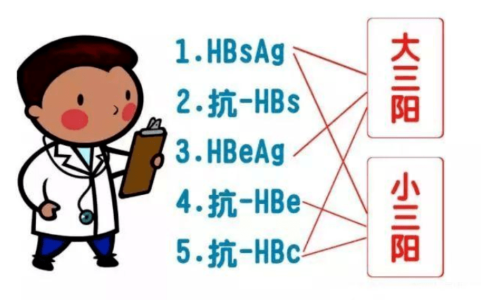 (hbsab,乙肝e抗原(hbeag,乙肝e抗体(hbeab,乙肝核心抗体(hbcab,在