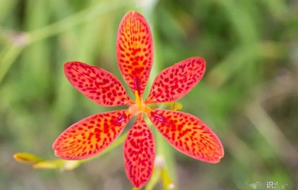 秋花好评排行榜出炉 月季没上榜 三角梅跌出前三 开花