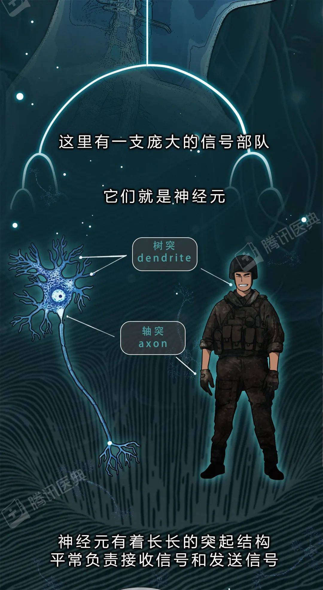 醫典|大腦里被稱作“膠水”的細胞，關鍵時刻會“豁出命”救你