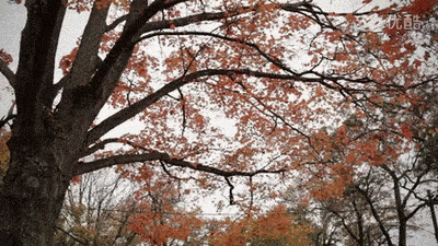 网络|早秋穿搭王者单品，我投衬衫一票