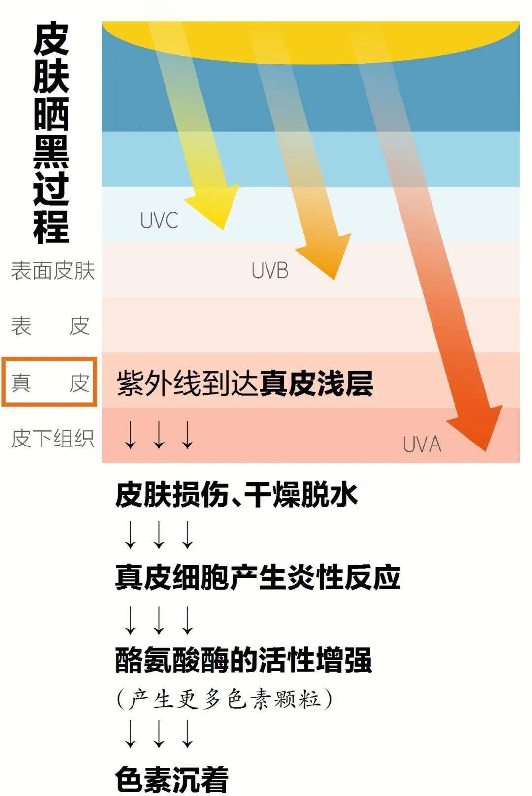 涨健|室内不用防晒？晒黑还与食物有关？专家提醒你几个细节