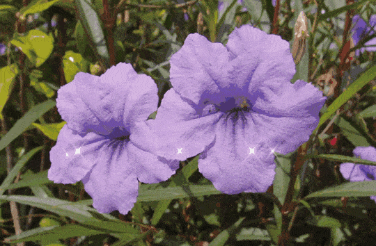 叶线形,花冠漏斗状,5裂,具放射状条纹,细波浪状,多蓝紫色,少数粉色或