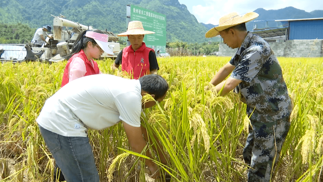 為確保農作物顆粒歸倉,桑郎鎮搶抓晴天,積極調度機械設備助農收割