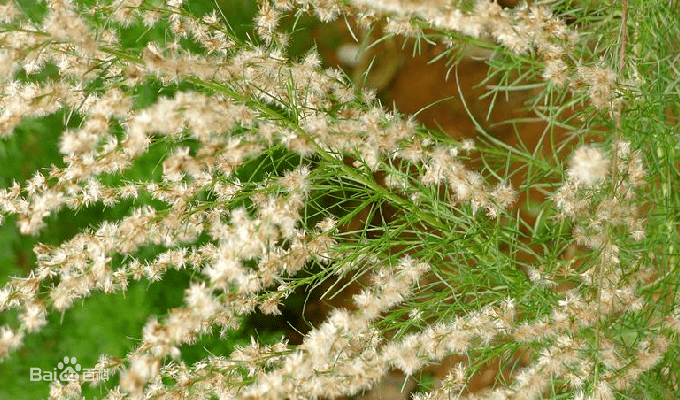 猪毛蒿(别名:茵陈蒿,阿荣,滨蒿)