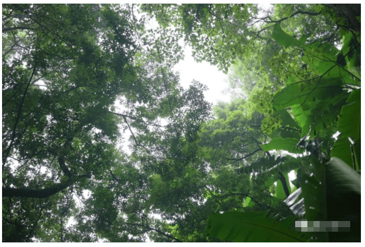 COP15共建地球生命共同体——凤山森林公园：天然的氧吧