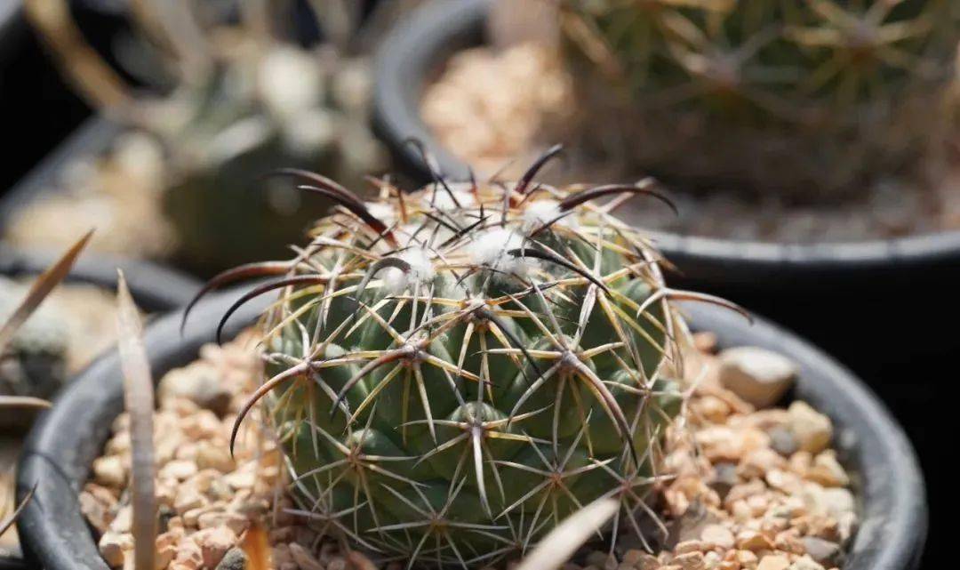 总的来说,钢钉在强刺的仙人球里面算是很好养的,但是想要养出像原产地