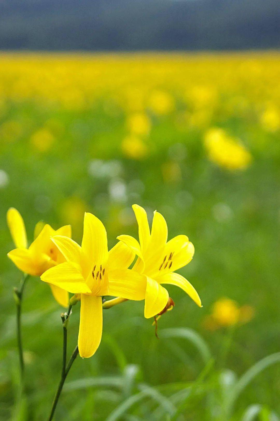 宁夏|宁夏是祖国西部的一块宝地