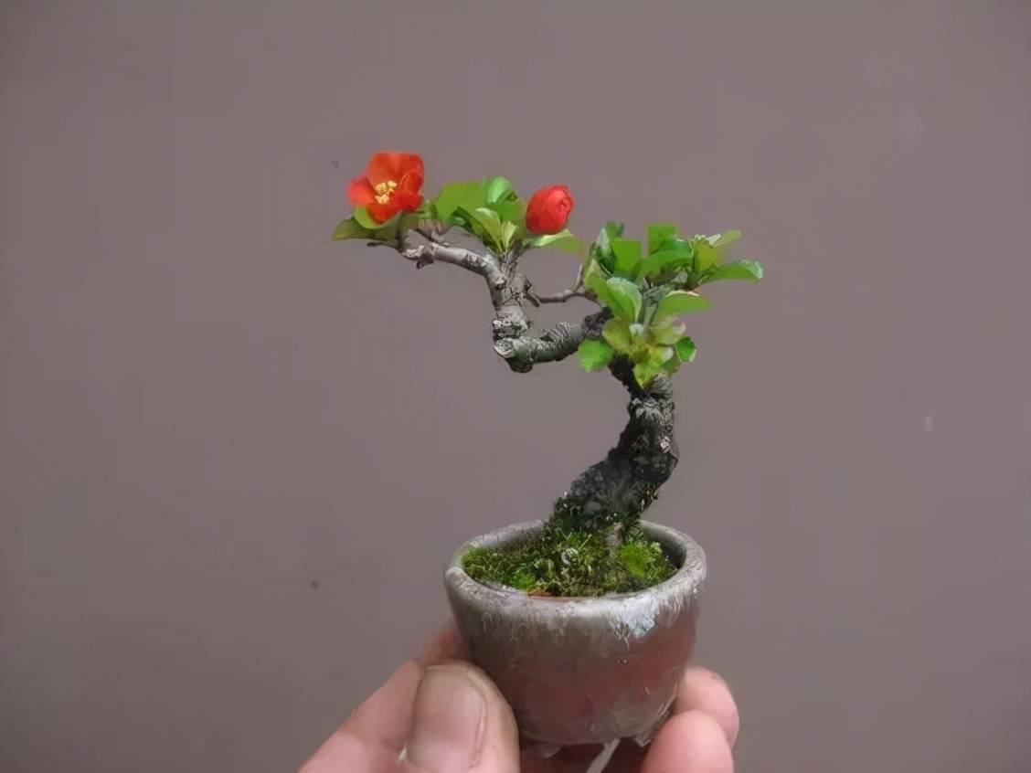 盆景界的萌宠集中营,超级迷你,看得我心都酥了