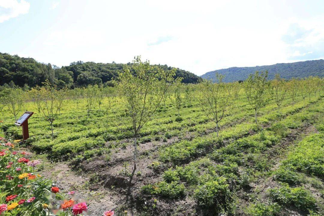 万顷林海碧波荡千亩药田产业兴