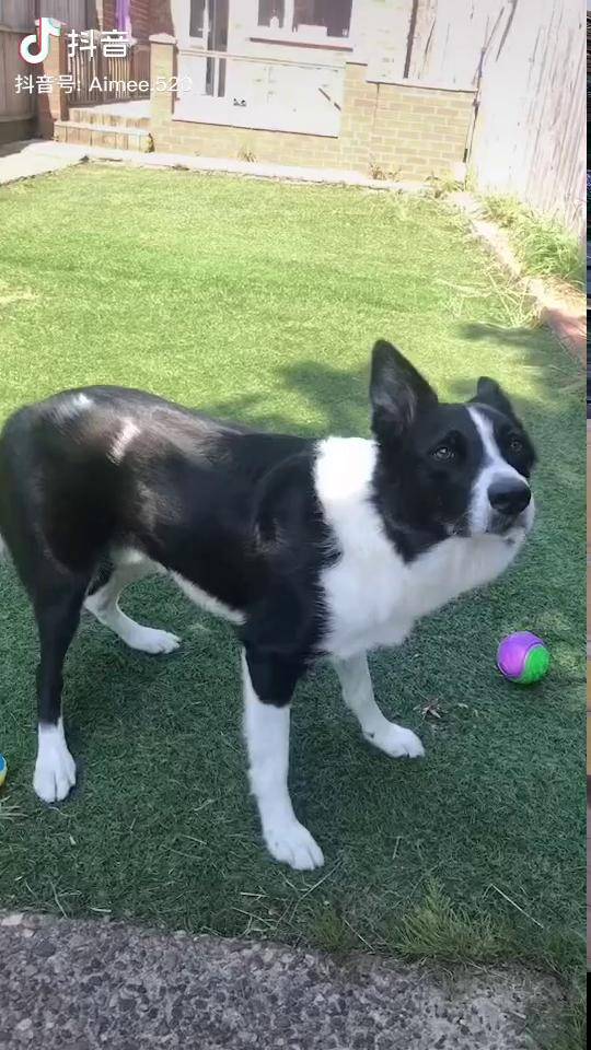 家有萌宠精神小狗短毛边牧