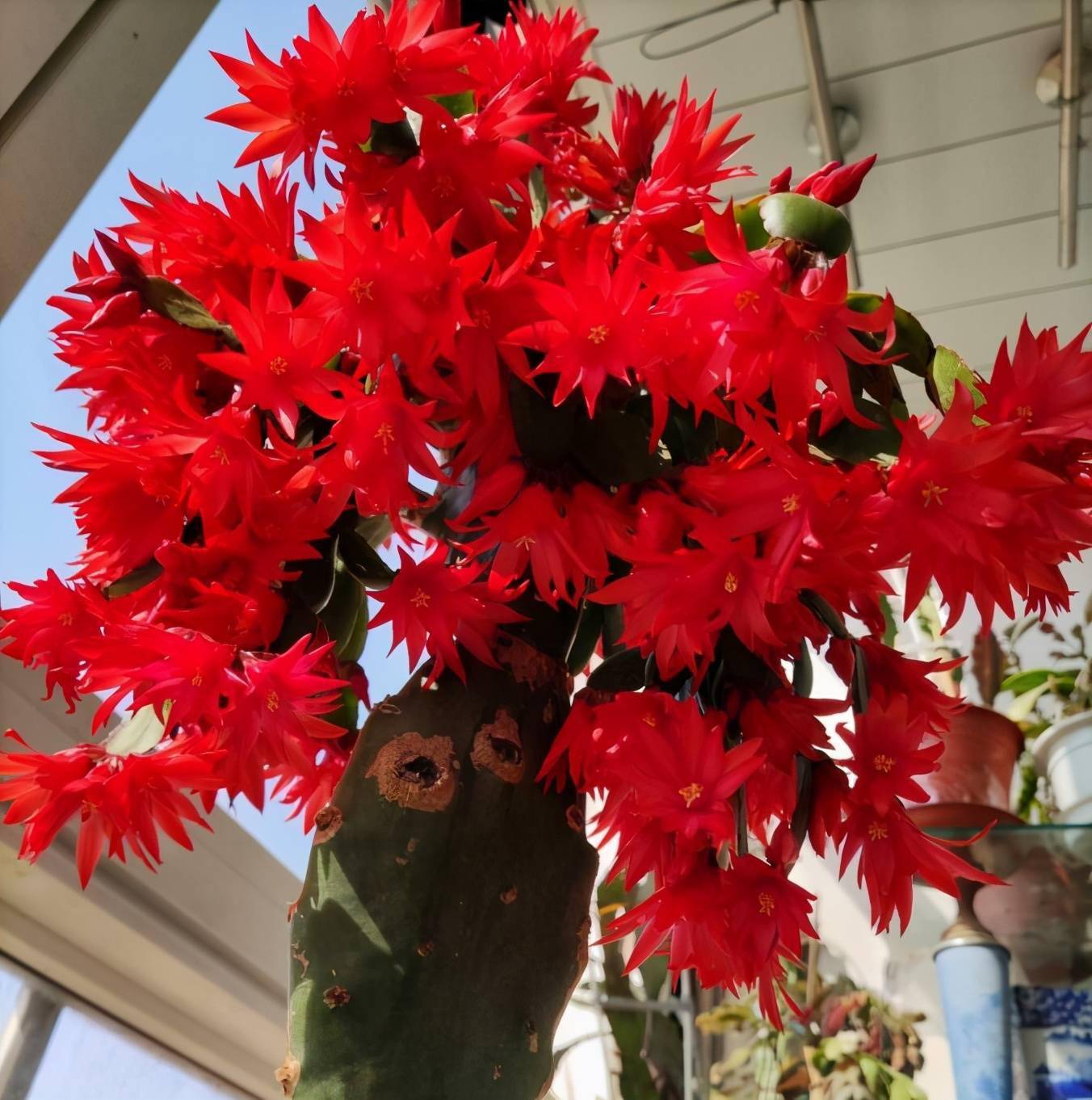 4种喜光花卉越是多晒太阳越是花繁叶茂鲜艳貌美