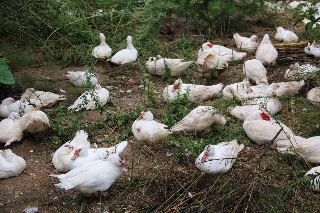 渭南市临渭区蒲阳村:红头雁带来致富新思路