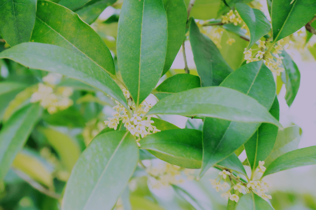 桂英植物图片