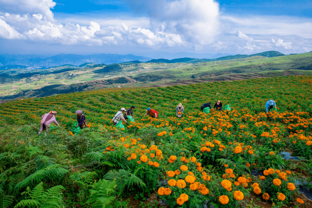 昭通鲁甸高山菊开幸福来