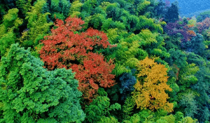 今日白露涼風知君意竹海秋景最宜人