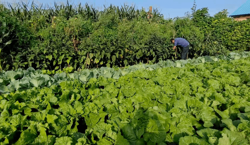 阁山镇 小菜园大革命 井村