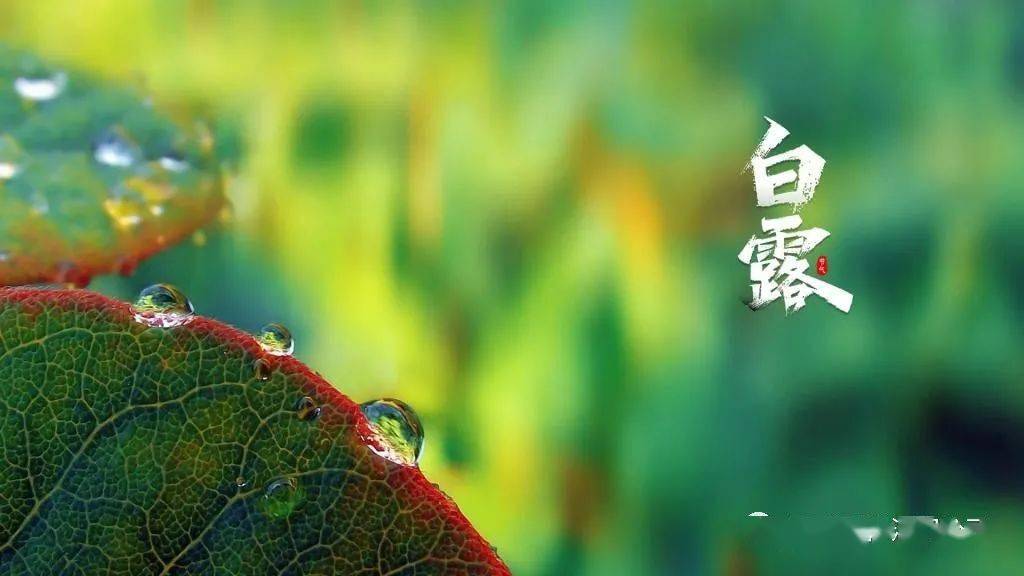 白露秋已深天已凉