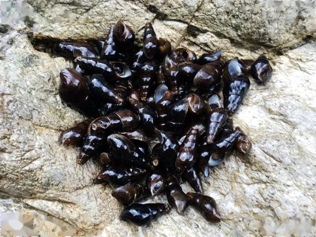 现在要几十块1斤!_坑螺