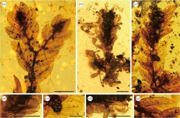 南古|科学家揭示1亿年前昆虫的“伪装术”