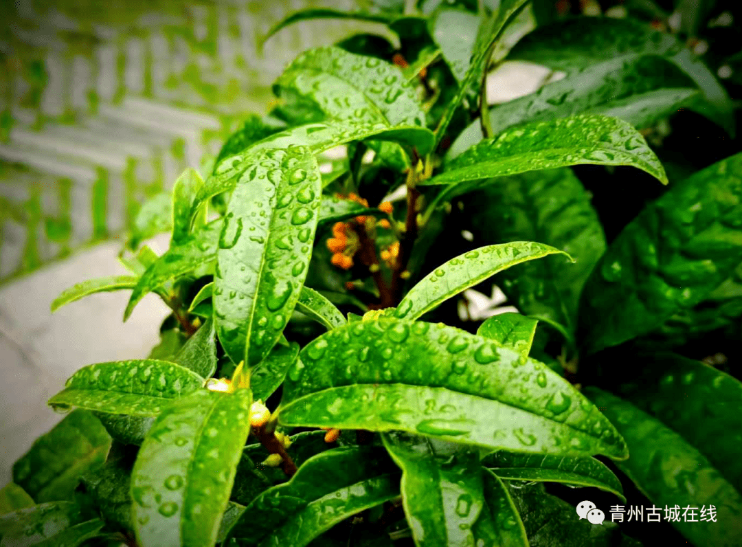 市最权威的主流媒体,也是青州境内唯一具备国家正规刊号的平面媒体,最