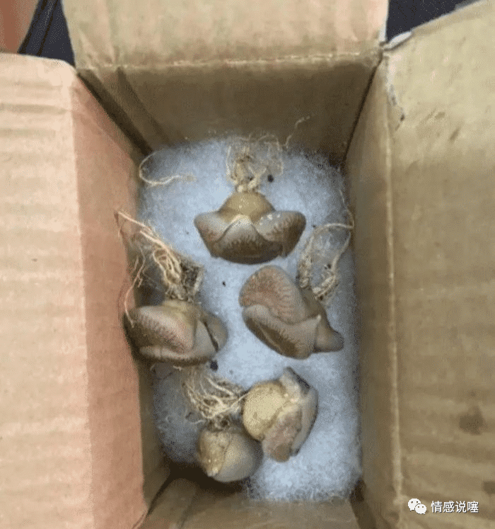 文明点！无毛之女，为什么总是觉得东北女生好看？