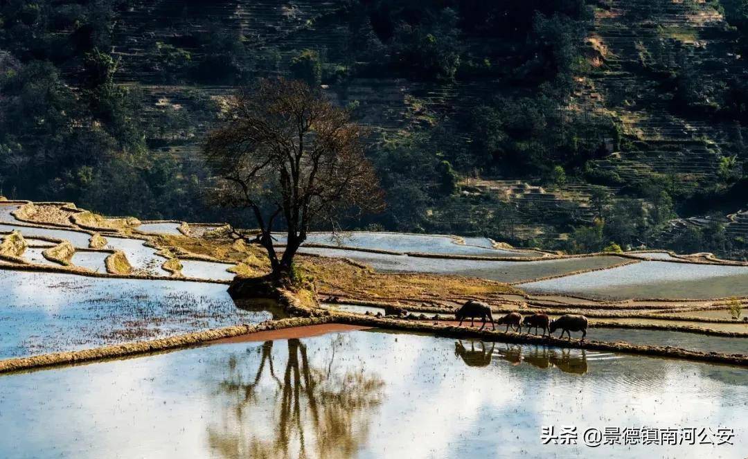 杨柳|诗词｜九首村居诗词，最美不过田园生活